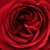 Czerwony  - Róże rabatowe floribunda - Look Good Feel Better™